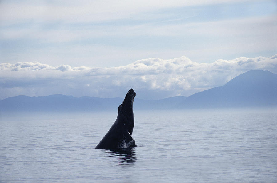 Humpback Whale Breaching Southeast #1 Photograph by Flip Nicklin