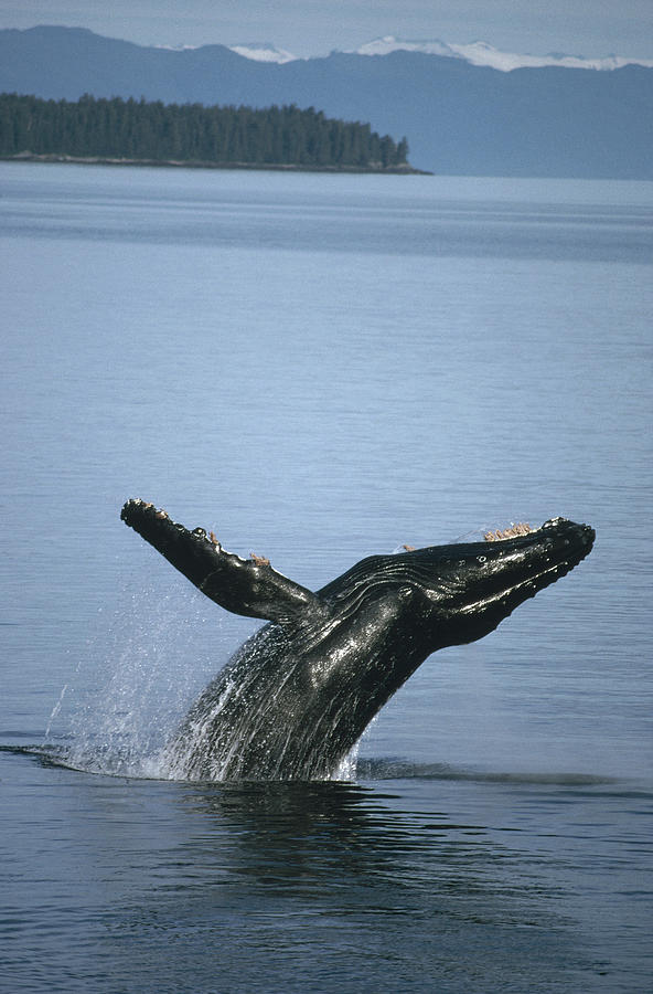 Humpback Whale Breaching Southeast #1 Photograph by Tui De Roy