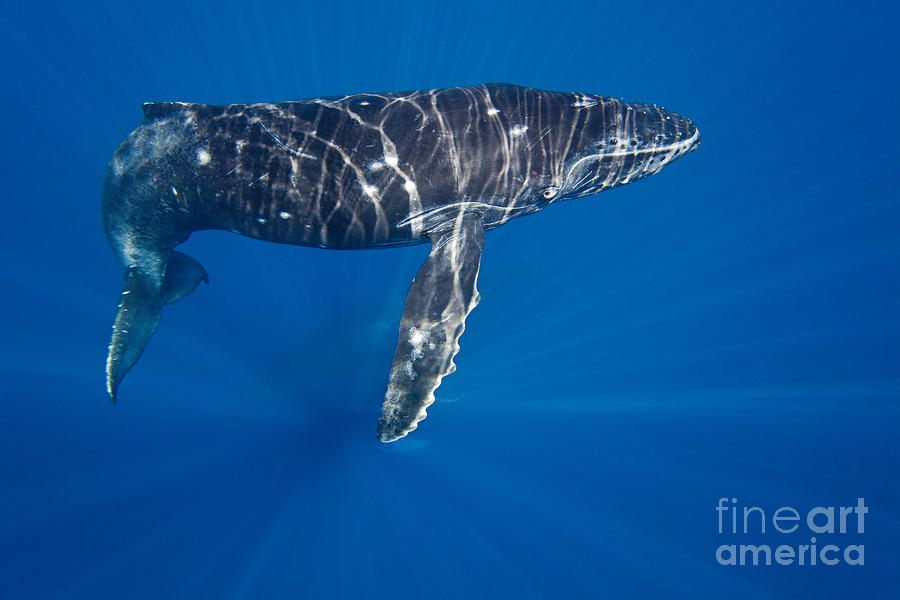 Humpback Whale Calf #1 Photograph by David Fleetham