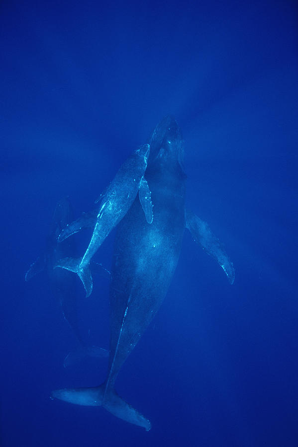 Animals Photograph - Humpback Whale Cow Calf And Male Escort by Flip Nicklin