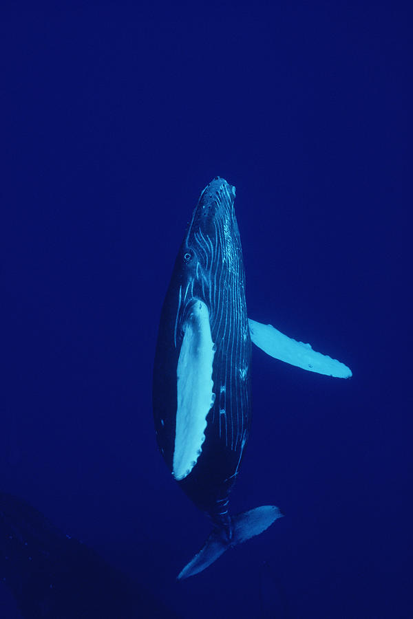 Humpback Whale Curious Calf Maui Hawaii #1 Photograph by Flip Nicklin