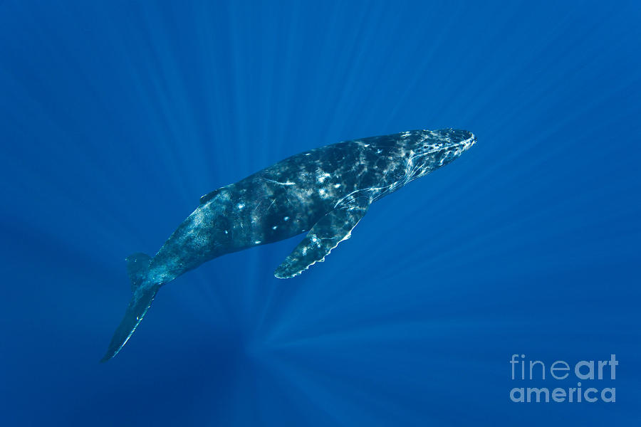 Humpback Whale #1 Photograph by David Fleetham