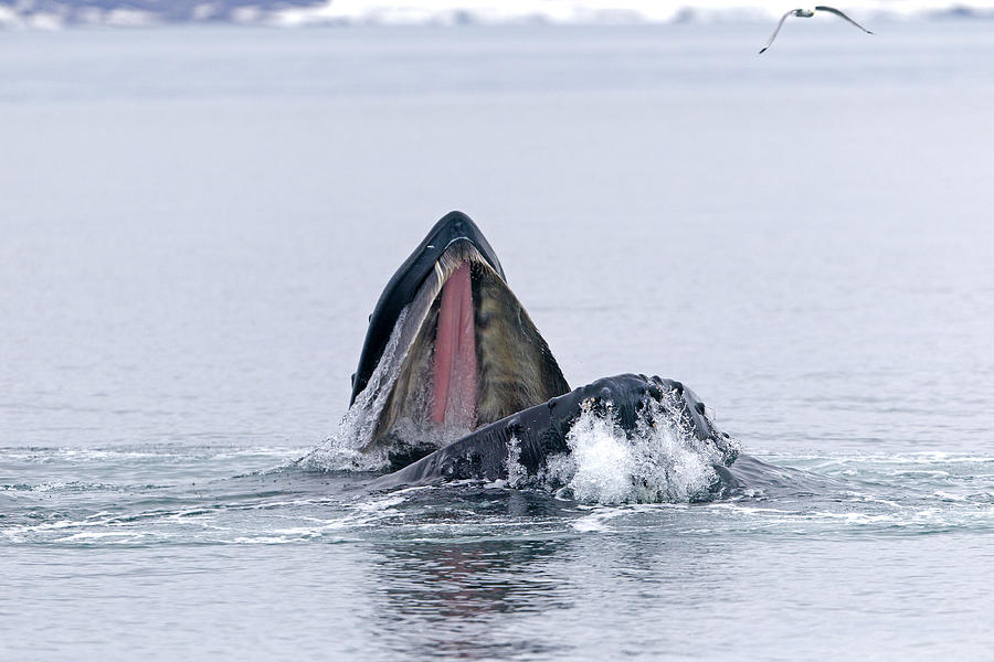 Whale Photograph - Humpback Whale Feeding #1 by M. Watson