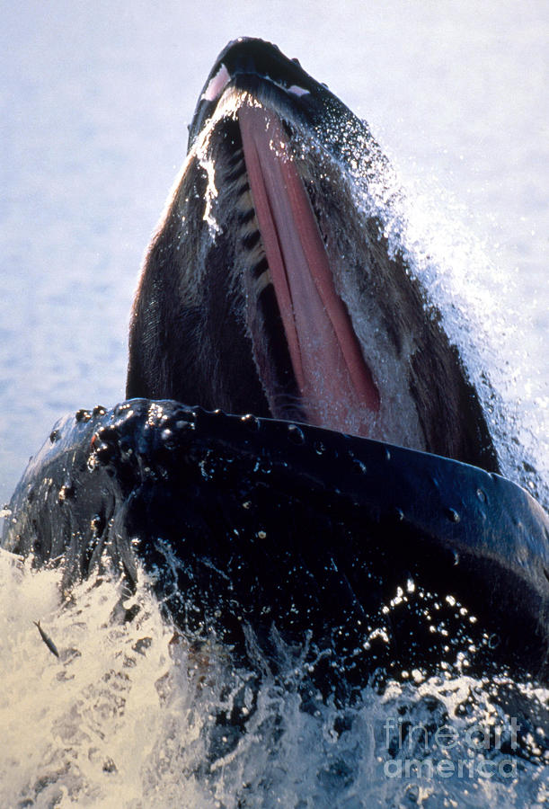 Humpback Whale Feeding #1 Photograph by Ron Sanford