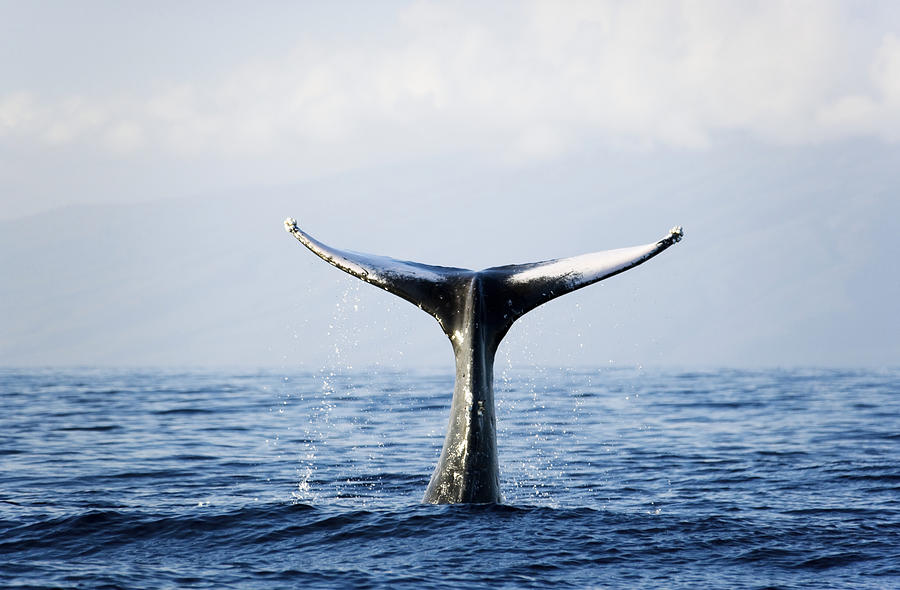 Humpback Whale Fluke - Maui #1 Photograph by M Swiet Productions