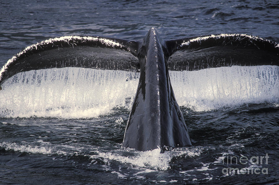 Humpback Whale Fluke #1 Photograph by Ron Sanford