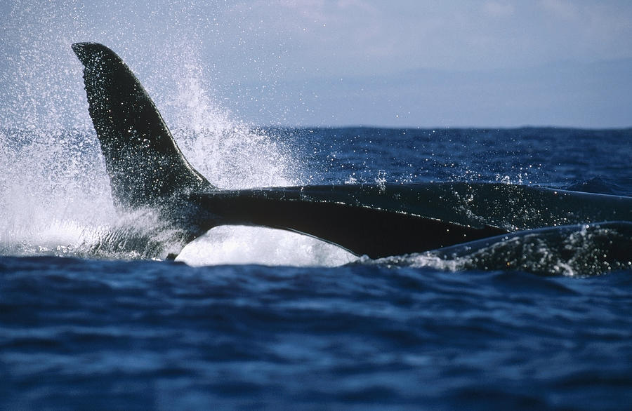 Humpback Whale Lashing Tail Hawaii #1 Photograph by Flip Nicklin