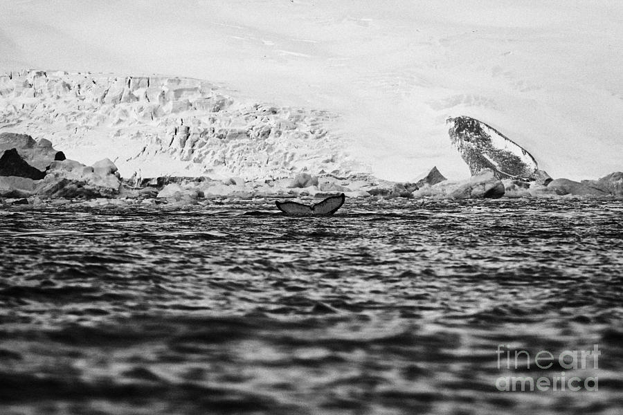 humpback whale lifting its tail above surface of cierva cove Antarctica