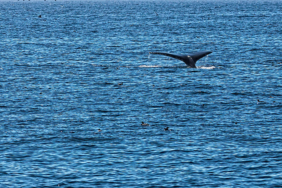 Humpback Whale Lobtailing #2 Photograph by Perla Copernik