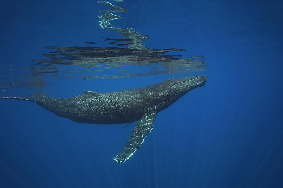 Humpback Whale  Megaptera Novaeangliae #1 Photograph by Dave Fleetham