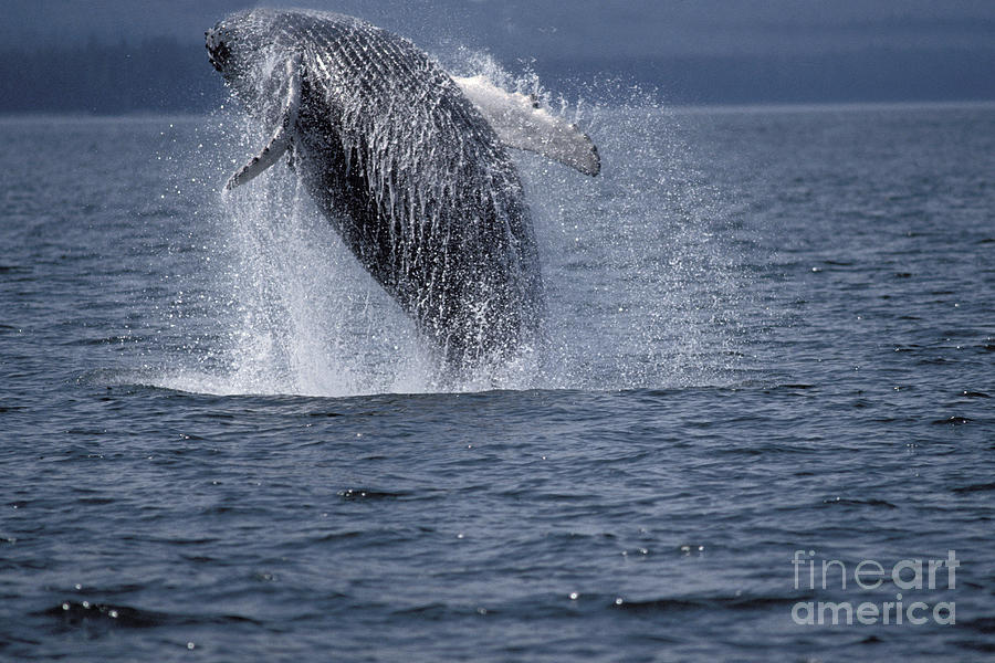 Humpback Whale Megaptera Novaeangliae #1 Photograph by Ron Sanford