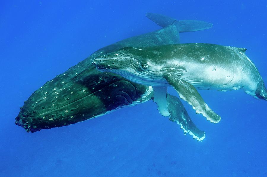 Humpback Whale Mother And Calf Photograph by Christopher Swann/science ...