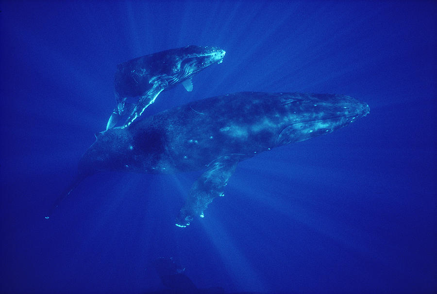 Humpback Whale Mother And Calf Hawaii #1 Photograph by Flip Nicklin