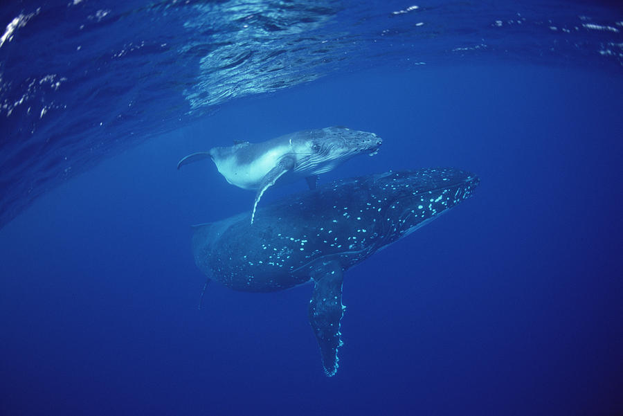Animals Photograph - Humpback Whale Mother And Calf Tonga by Flip Nicklin