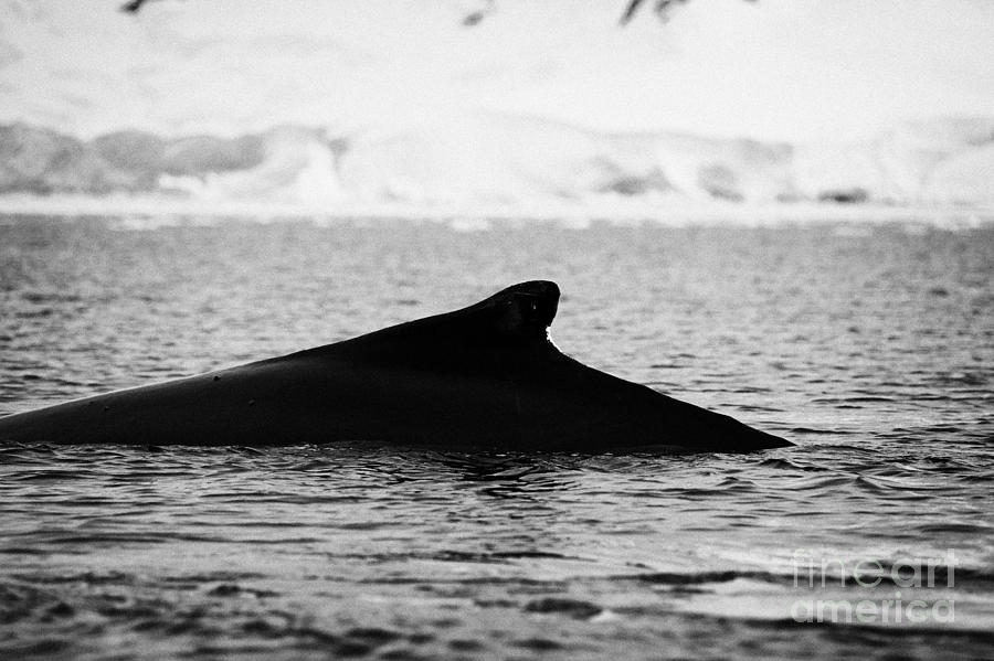 Mammal Photograph - humpback whale raising its dorsal fin above surface of wilhelmina bay Antarctica #1 by Joe Fox