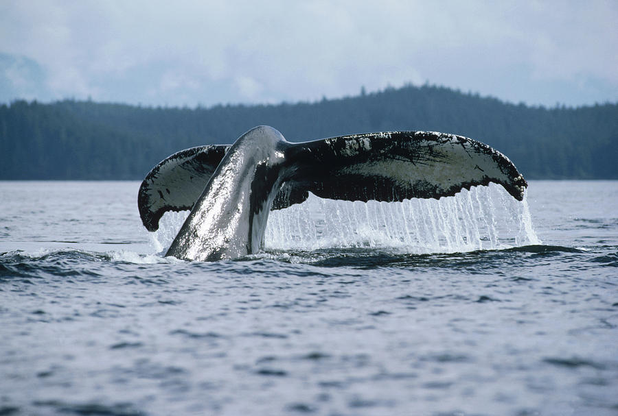 Humpback Whale Tail Alaska #1 Photograph by Flip Nicklin