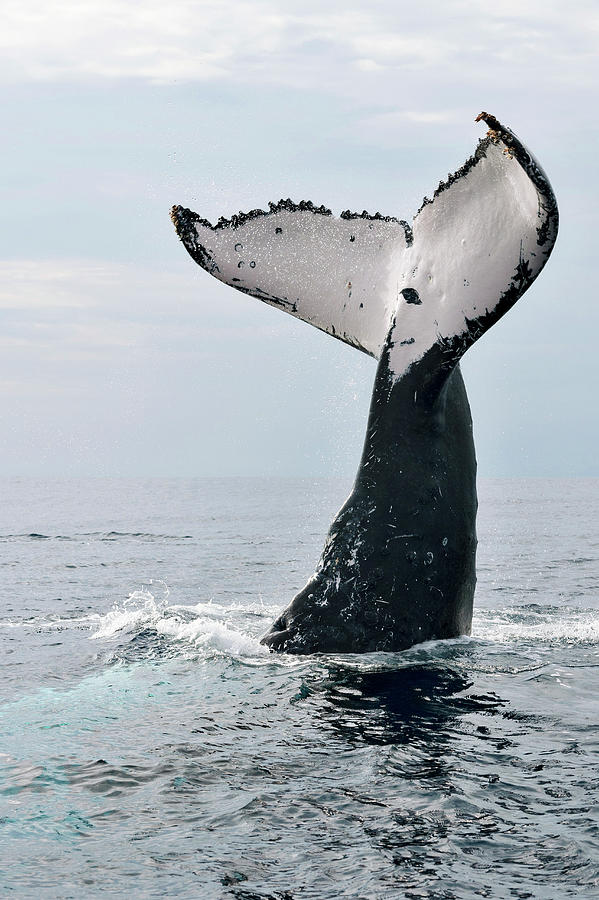 Images Of Humpback Whale Tails