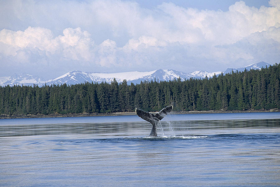 Humpback Whale Tail Southeast Alaska #1 Photograph by Flip Nicklin