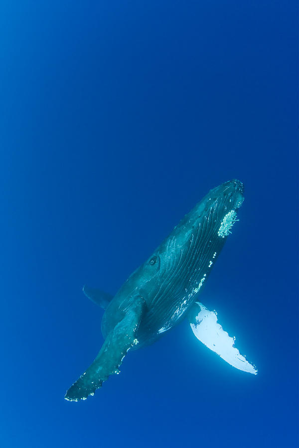 Humpback Whale Underwater - Maui #1 Photograph by M Swiet Productions