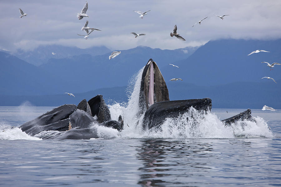 Humpback Whales Bubble Net Feeding #1 Photograph by John Hyde