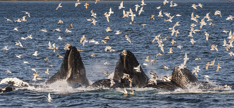 Humpback Whales Feeding With Gulls #1 Photograph by Flip Nicklin