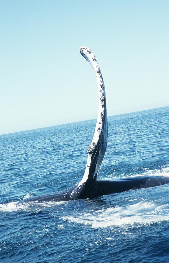 Humpback Whales Flipper #1 Photograph by Christopher Swann/science Photo Library