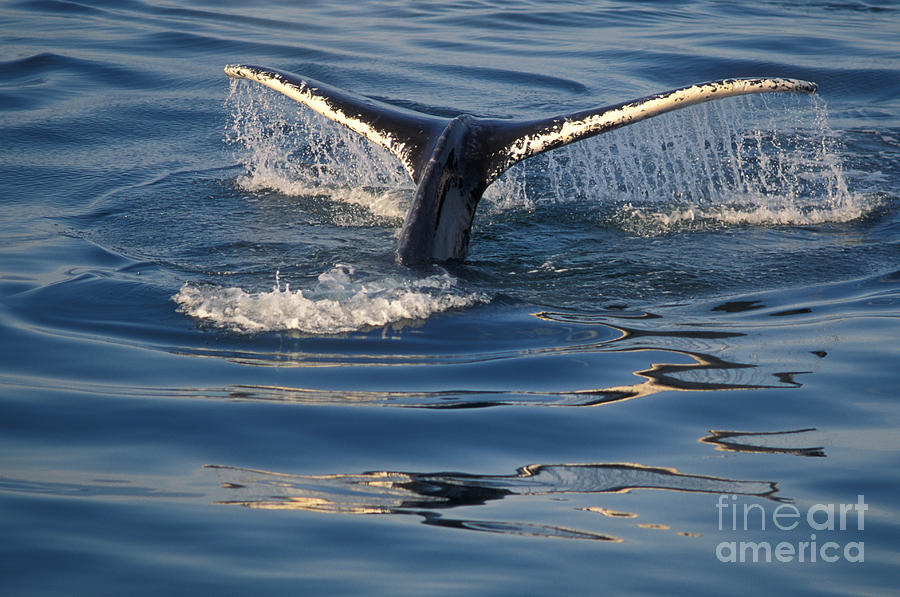 Humpback Whales Fluke #1 Photograph by Ron Sanford