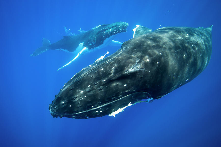 Humpback Whales Swimming Underwater By Cultura Rm Exclusive Richard 