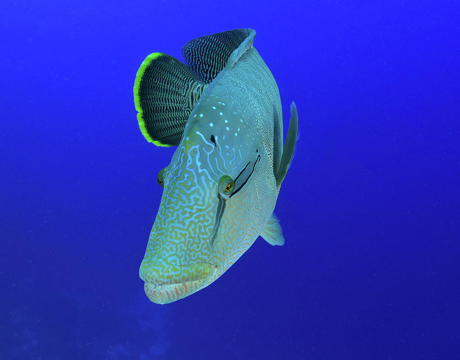 Humphead Wrasse, Red Sea, Egypt Photograph by Andreas Schumacher - Fine ...