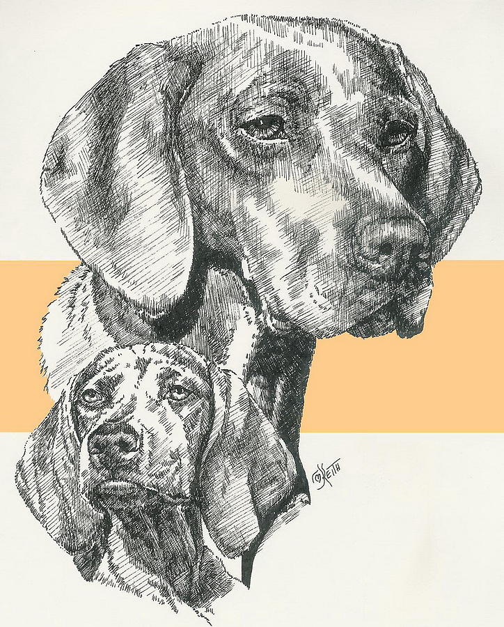 Hungarian Vizsla by Barbara Keith