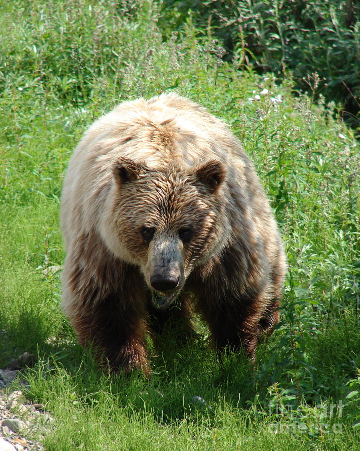 Hungry Bear Photograph by Mike Mihalik