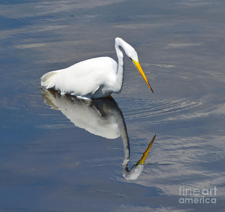 Hunting Egret Photograph by Stephen Whalen