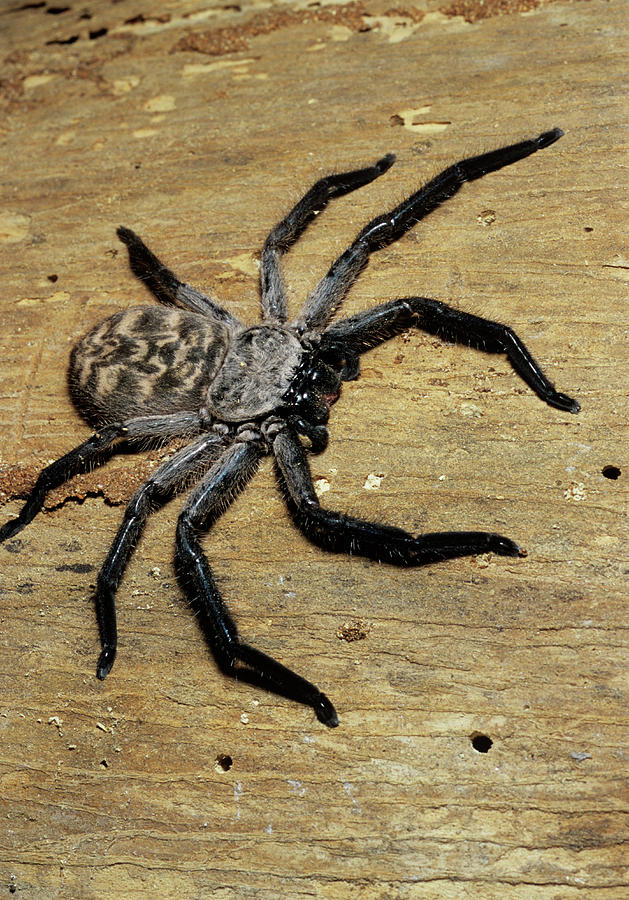 Huntsman Spider Photograph by Sinclair Stammers/science Photo Library ...