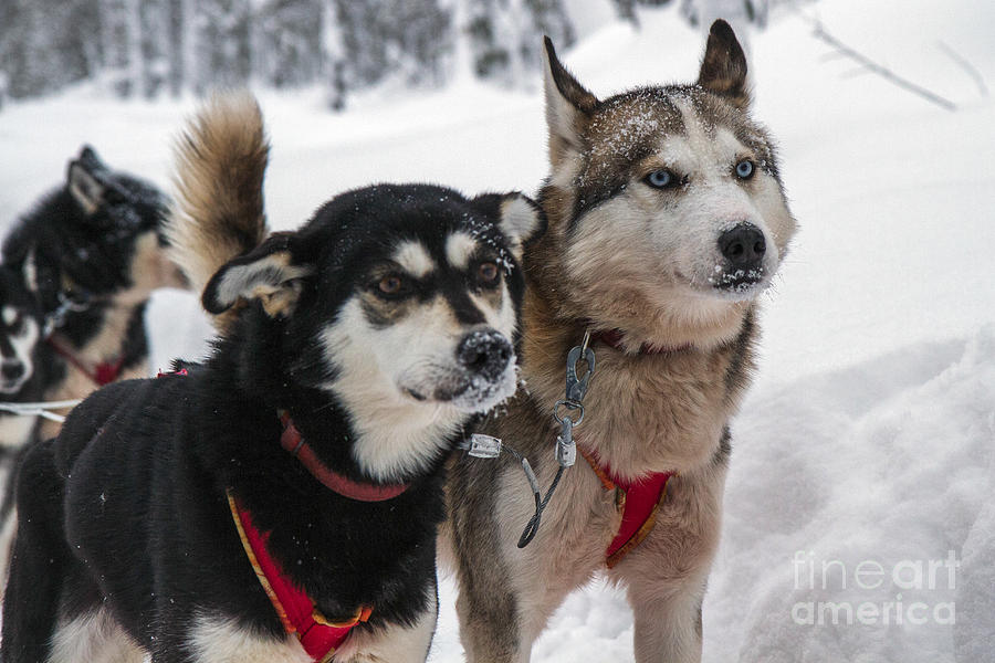 Husky Photograph - Husky dogs pull a sledge  #1 by Lilach Weiss