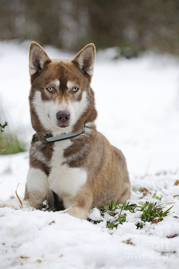 Husky In Snow #1 Photograph by John Daniels