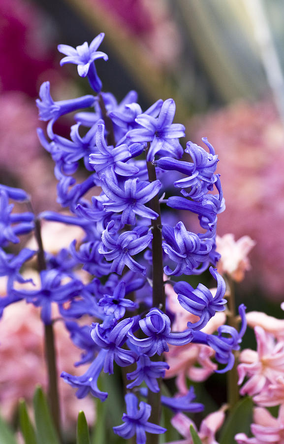 Spring Photograph - Hyacinth Garden #1 by Frank Tschakert