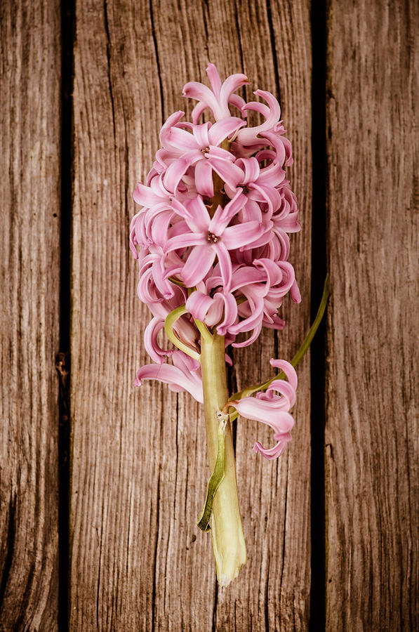 Hyacinth Digital Art