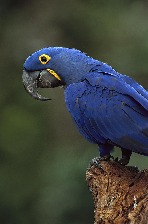 Hyacinth Macaw  Brazil #1 Photograph by Pete Oxford