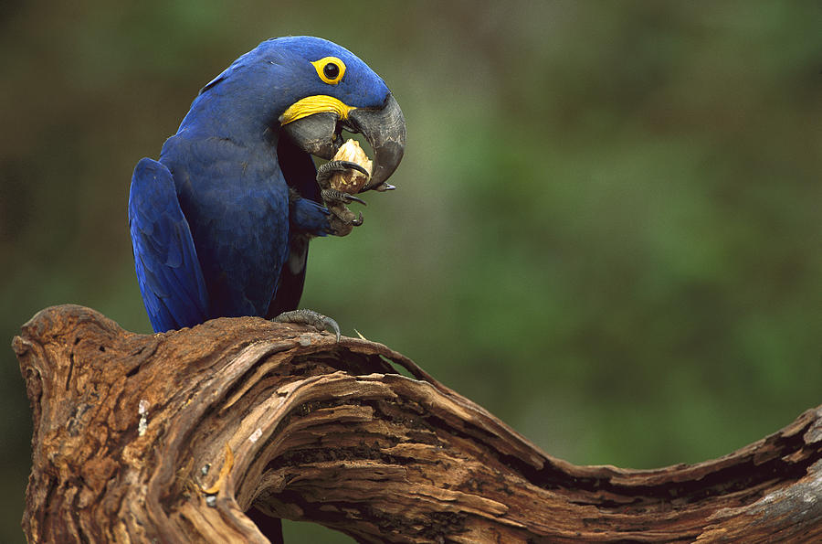 Hyacinth Macaw Eating Piassava Palm Nuts #1 Photograph by Pete Oxford