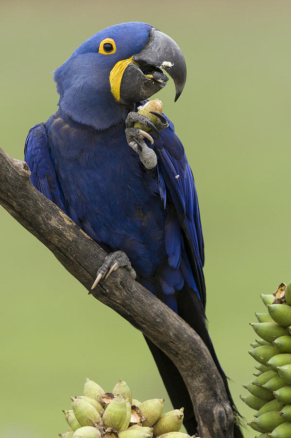 Hyacinth Macaw Eating Palm Nut Photograph by Suzi Eszterhas