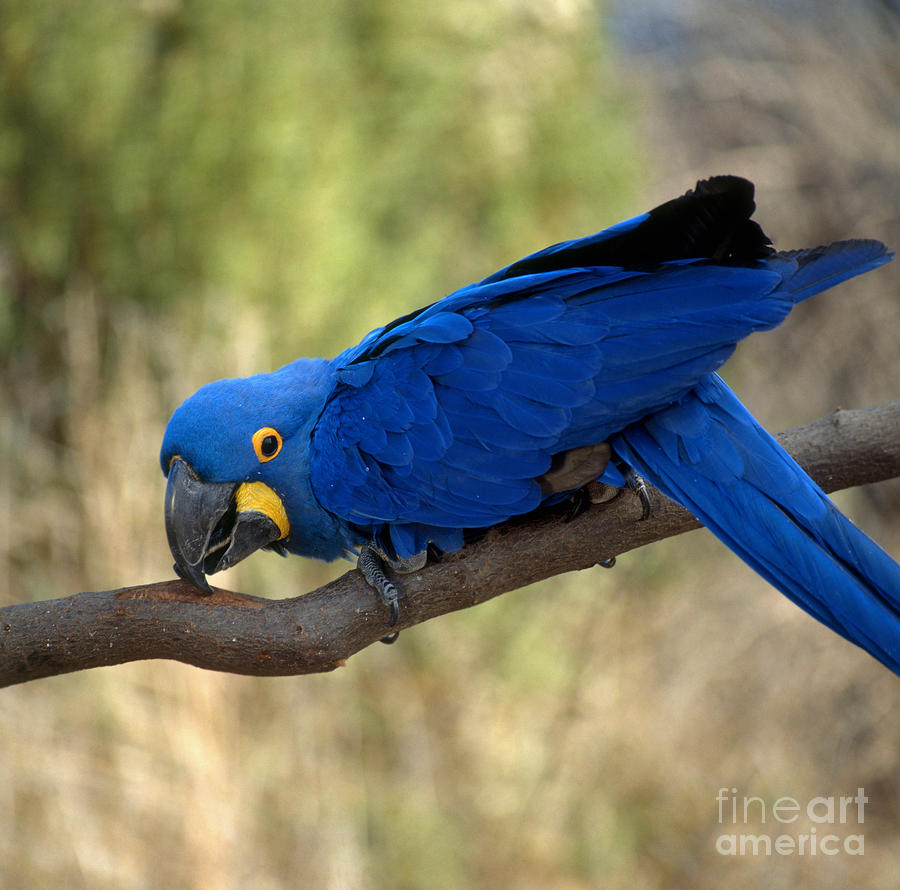 Macaw Photograph - Hyacinth Macaw #1 by Hans Reinhard