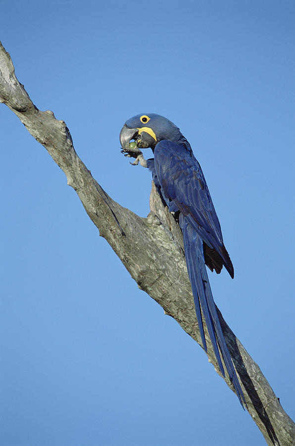 Hyacinth Macaw In Tree Pantanal Brazil #1 Photograph by Tui De Roy