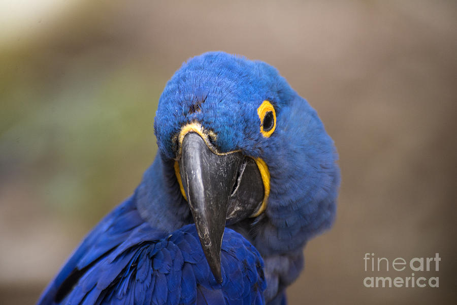 Nature Photograph - Hyacinth Macaw #1 by Mark Newman