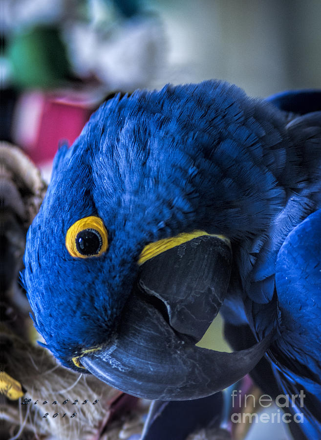 Hyacinth Macaw #1 Photograph by Melissa Messick