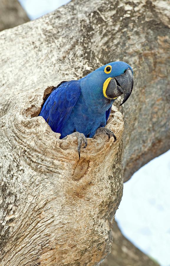 Hyacinth Macaw #1 Photograph by Tony Camacho/science Photo Library