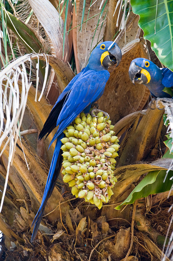 Macaw Photograph - Hyacinth Macaws Anodorhynchus #1 by Panoramic Images