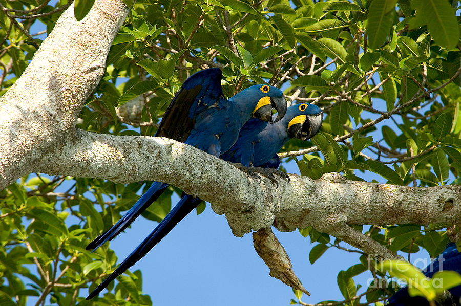 Macaw Photograph - Hyacinth Macaws, Brazil #1 by Gregory G. Dimijian, M.D.