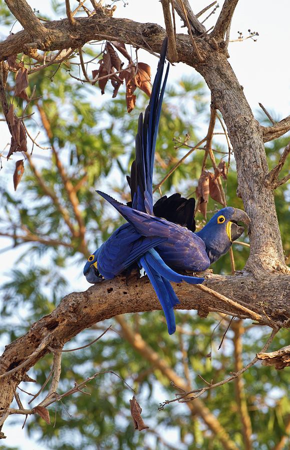 Hyacinth Macaws In A Tree #1 by John Devries/science Photo Library