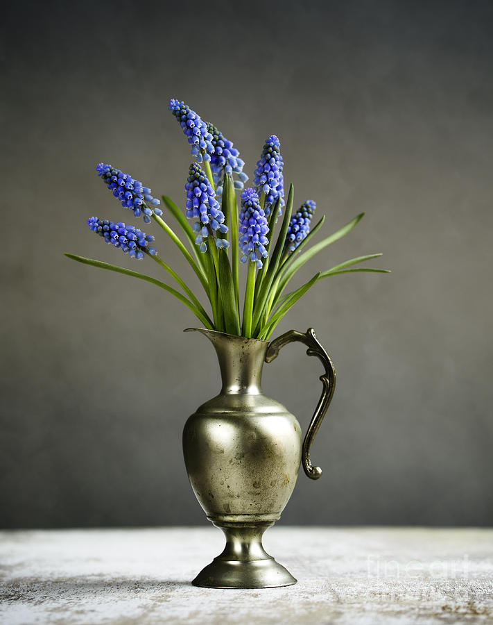 Vintage Photograph - Hyacinth Still Life #1 by Nailia Schwarz