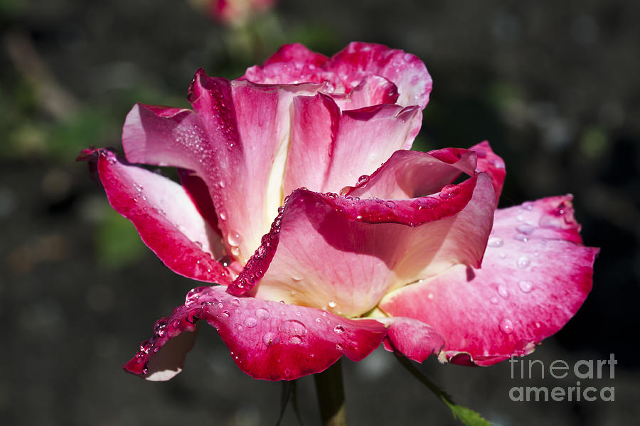 Valentines Day Photograph - Hybrid tea rose #1 by Joel  Bourgoin 